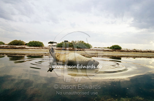 A southern elephant seal resting in the shallows near a beach. Point Henry, Victoria, Australia.