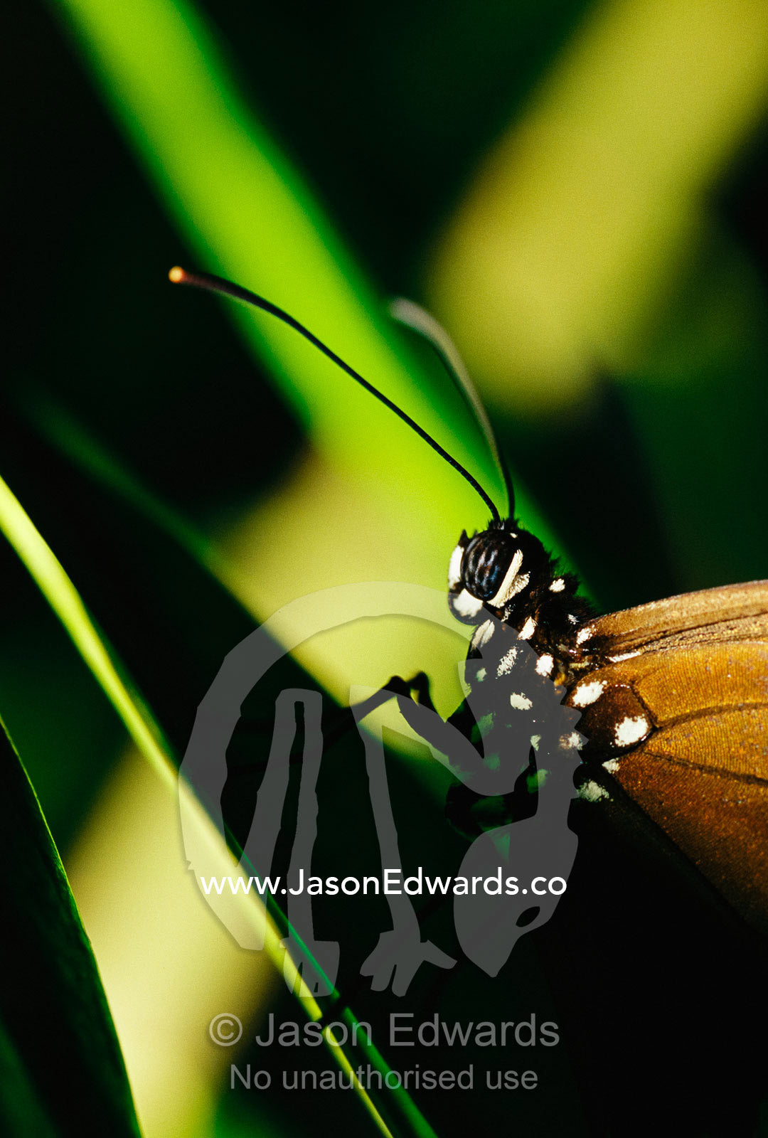 A common Australian crow butterfly on a shadowy leaf. Parkeville, Victoria, Australia.