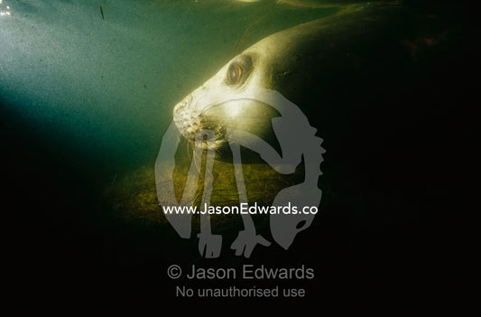 Head shot of a southern elephant seal underwater. Point Henry, Victoria, Australia.