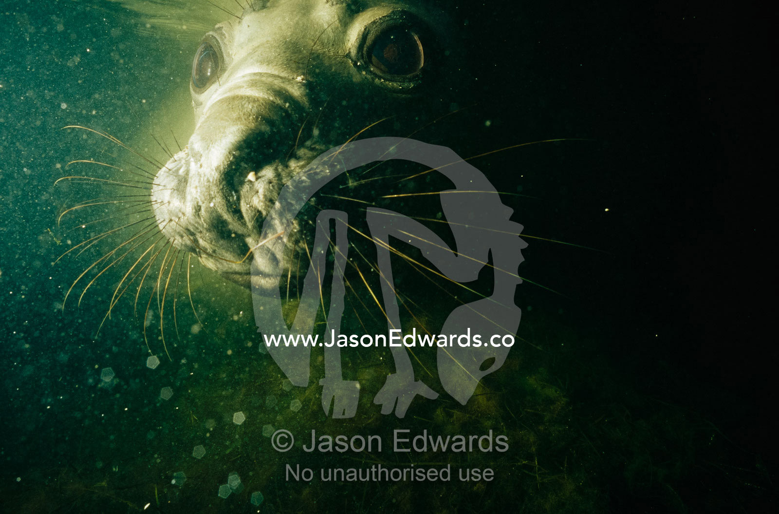 Head shot of a southern elephant seal underwater. Point Henry, Victoria, Australia.