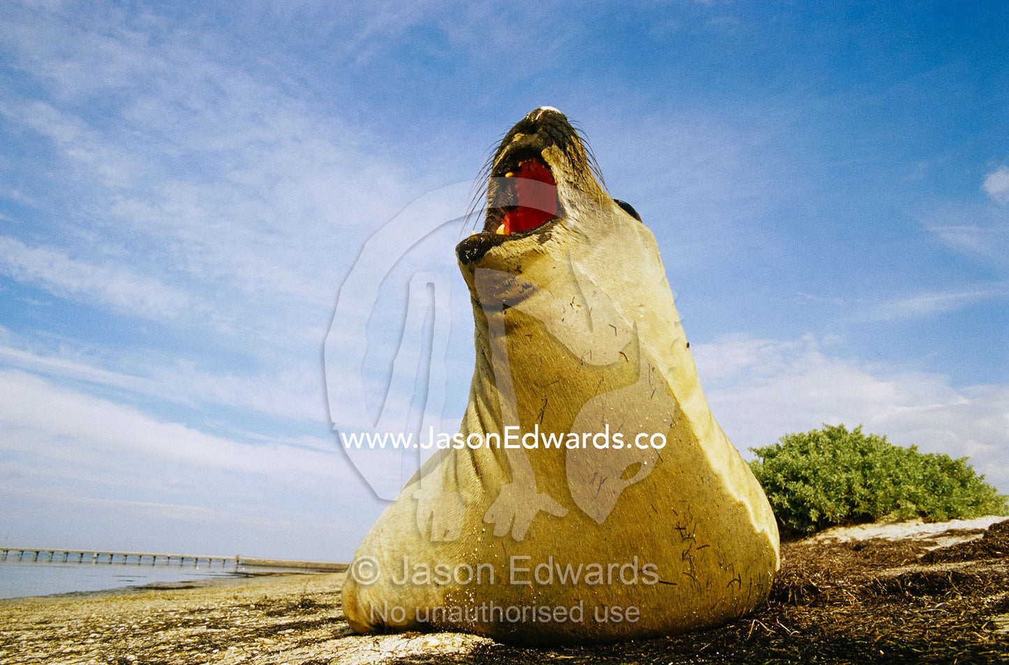 A southern elephant seal  barking on a beach. Point Henry, Victoria, Australia.