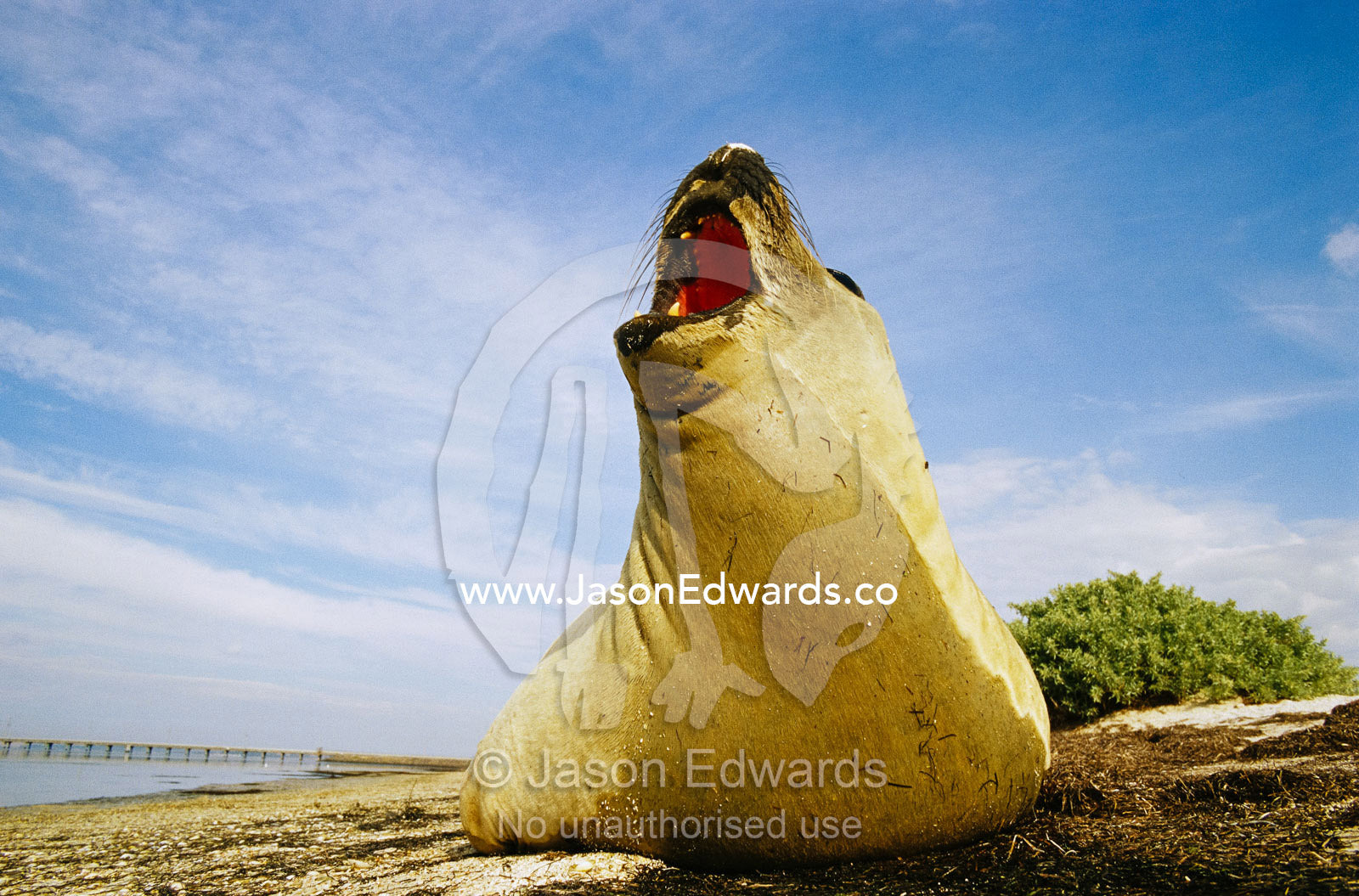 A southern elephant seal  barking on a beach. Point Henry, Victoria, Australia.