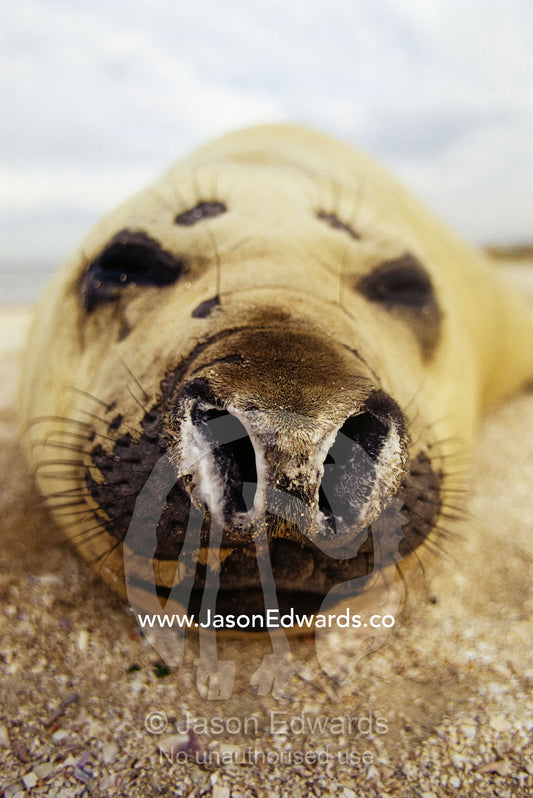 A close view of a sleeping southern elephant seal. Point Henry, Victoria, Australia.