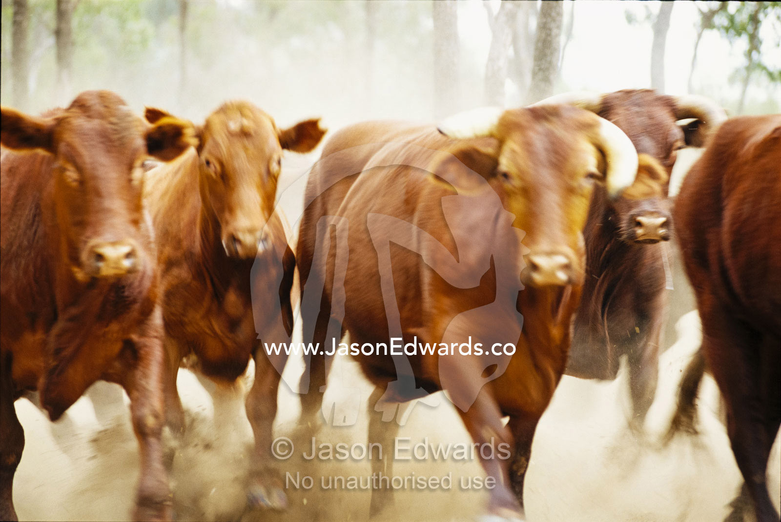A herd of Santa Gerturti cattle raise dust during a stampede. Epping Forest Station, Queensland, Australia.
