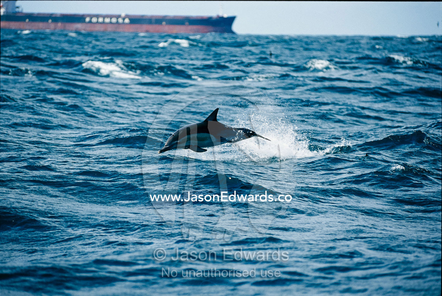 A common dolphin leaping from water near a tanker. Woollongong, New South Wales, Australia.