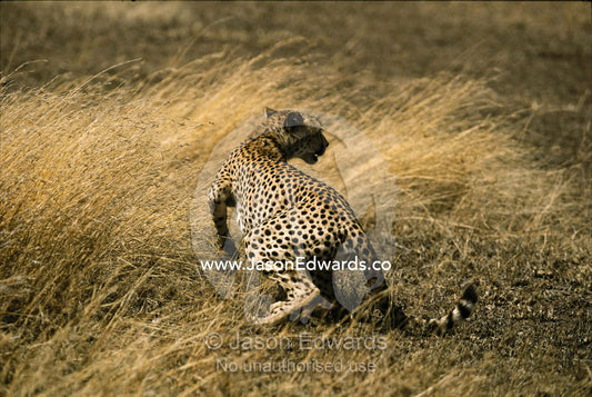 A cheetah startled by another approaching cheetah. Serengeti National Park, Tanzania.