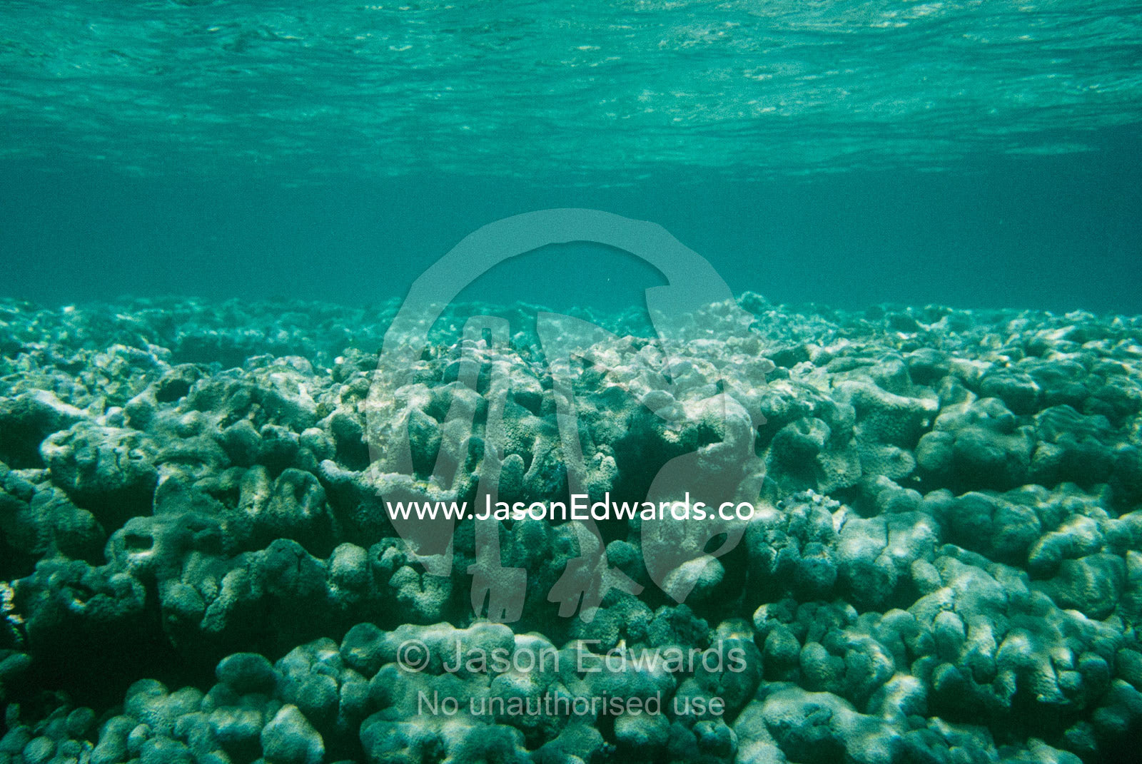 A coral reef shelf in Ningaloo reef. Ningaloo Reef, Coral Bay, Western Australia.