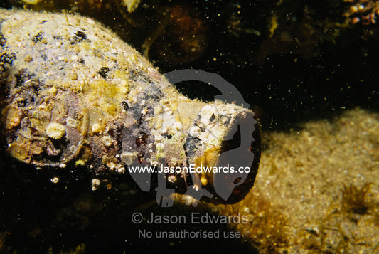 Barnacles and other encrusting organisms on a discarded bottle. Merimbula, New South Wales, Australia.