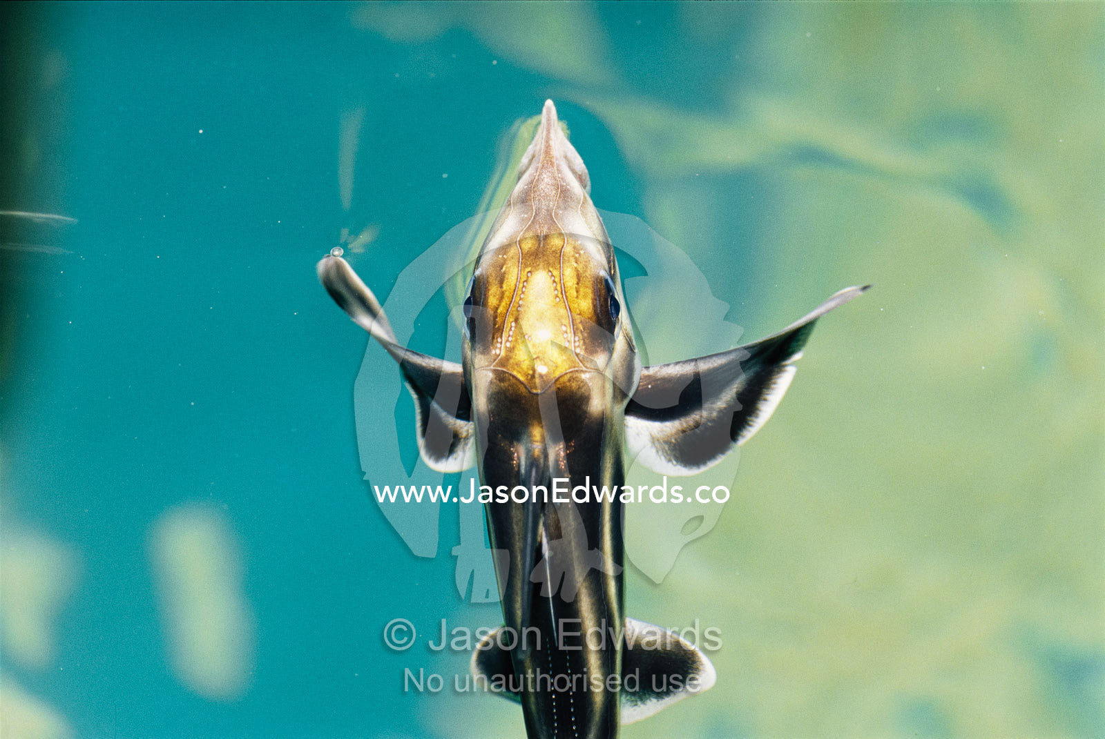 Rare elephant shark hatchling in the Melbourne Aquarium. Melbourne Aquarium, Victoria, Australia.