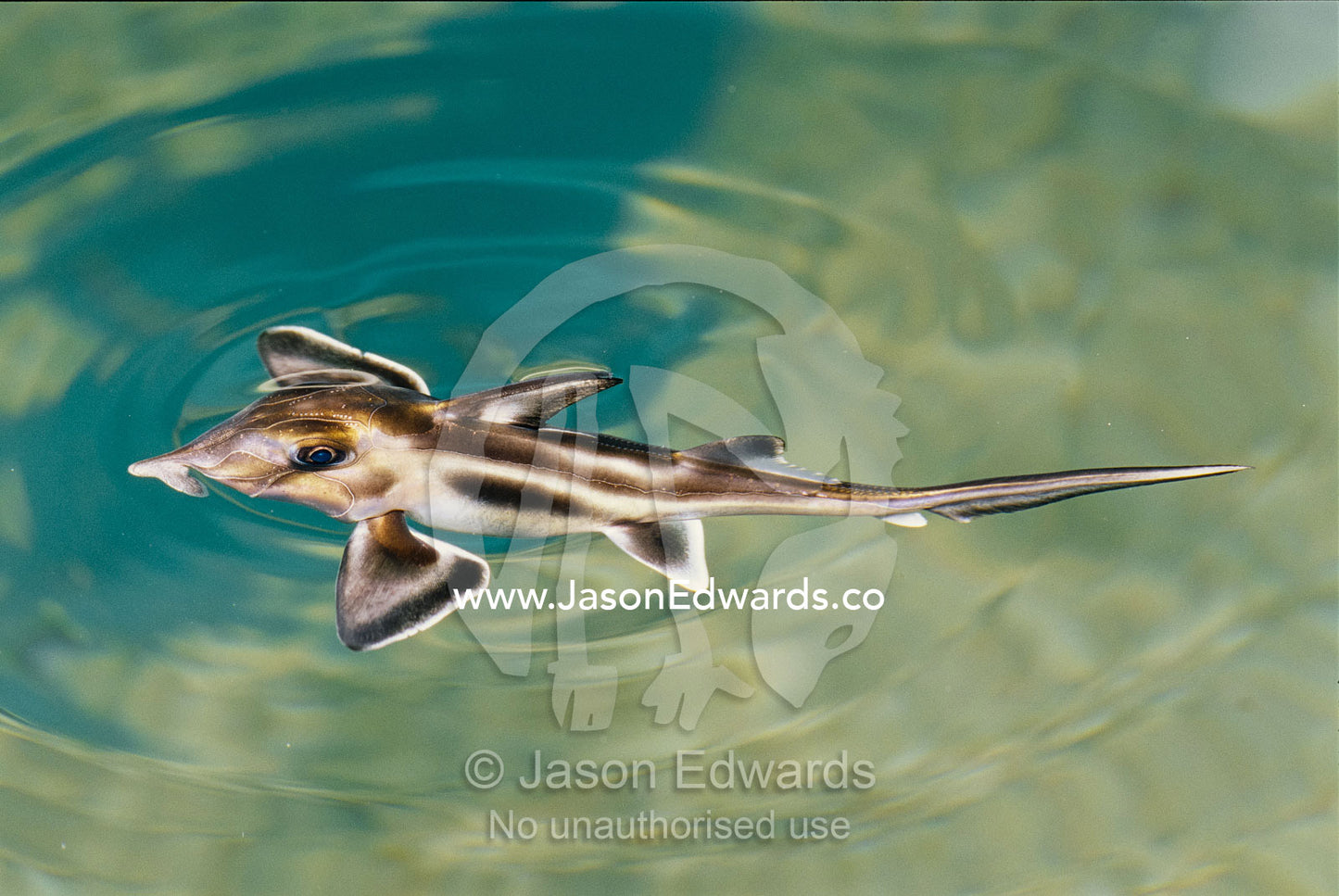 Rare elephant shark hatchling in the Melbourne Aquarium. Melbourne Aquarium, Victoria, Australia.