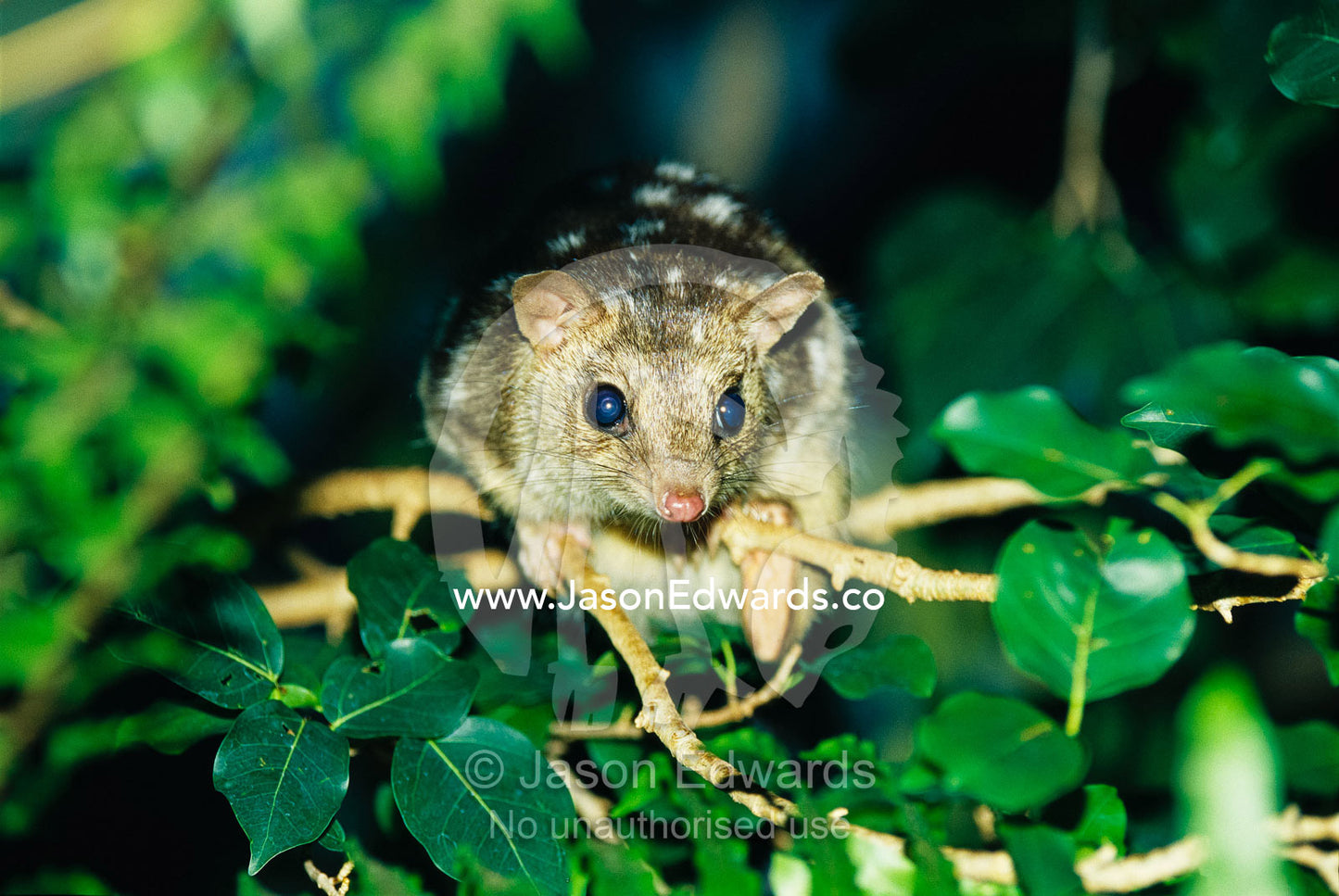 A rare northern quoll, an animal almost extinct due to the cane toad. Berry Springs, Northern Territory, Australia.