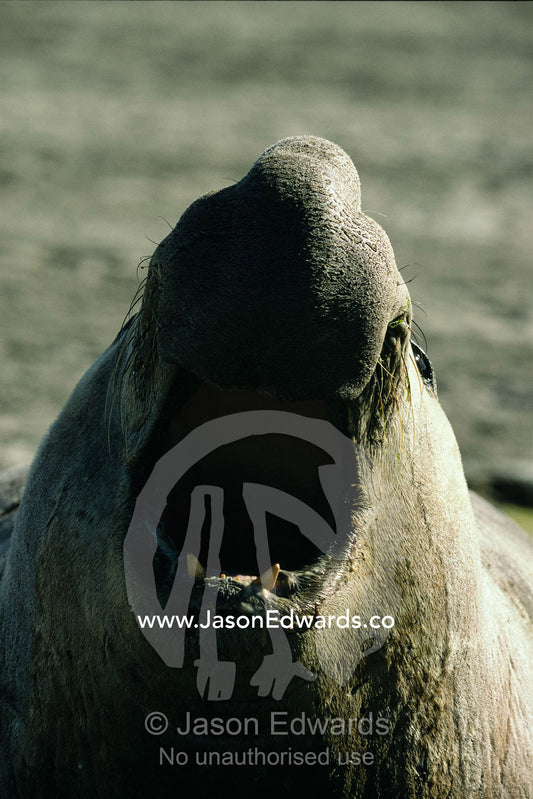 Close view of the open mouth of a bull elephant seal. Punta Delgada Peninsula Valdez, Patagonia, Argentia.