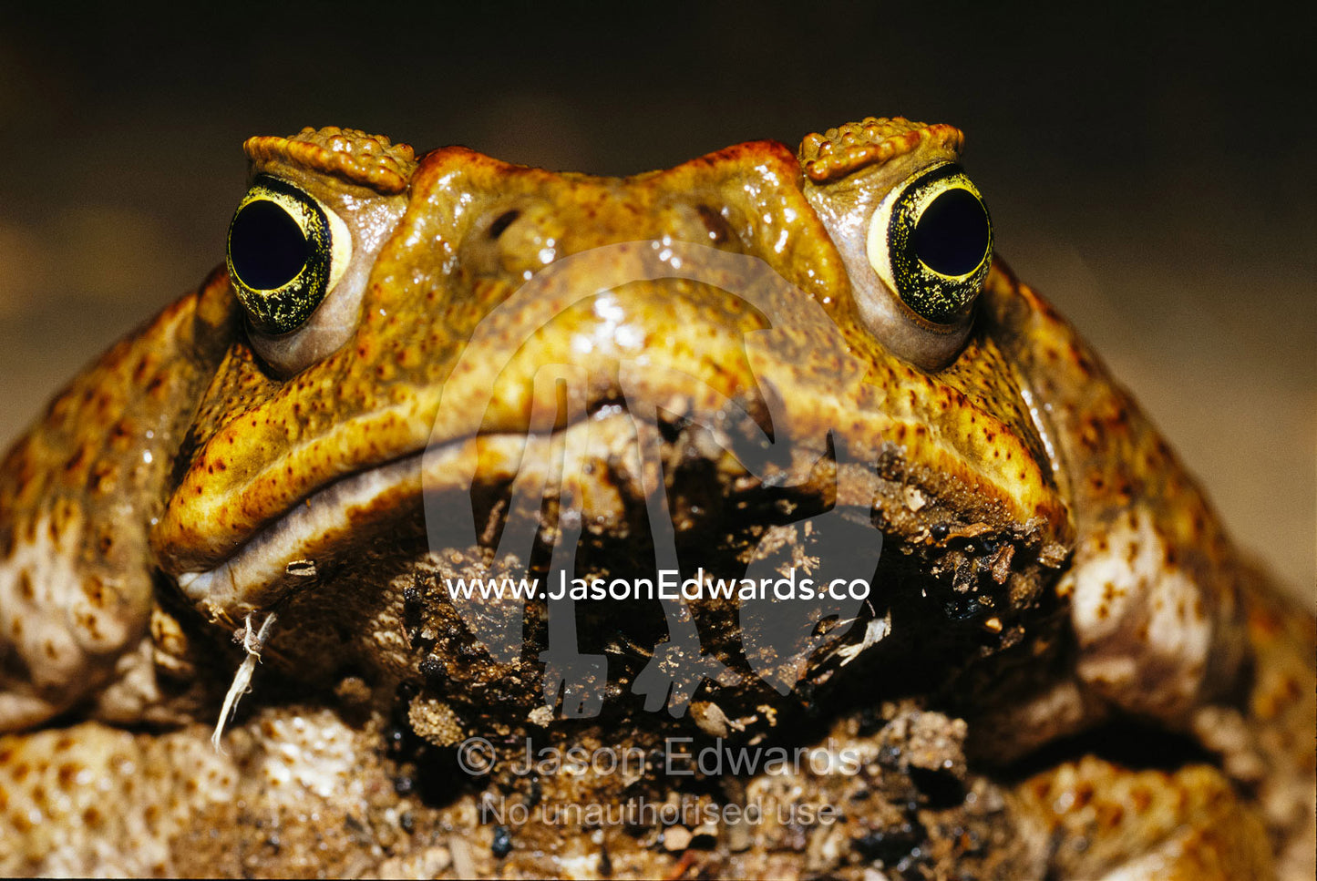 Close view of the face of a cane toad, Bufo marinus. Epping National Park, Queensland, Australia.
