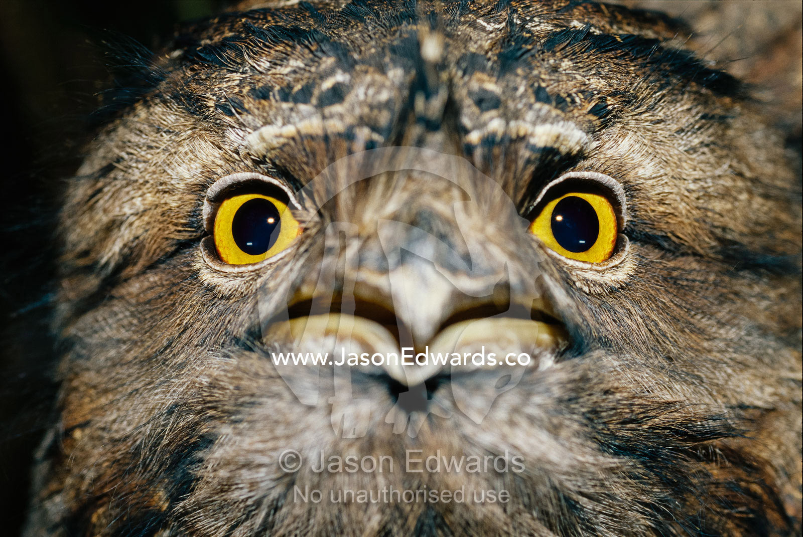 Close view of the face of a tawny frogmouth bird. Healesville Sanctuary, Victoria, Australia.