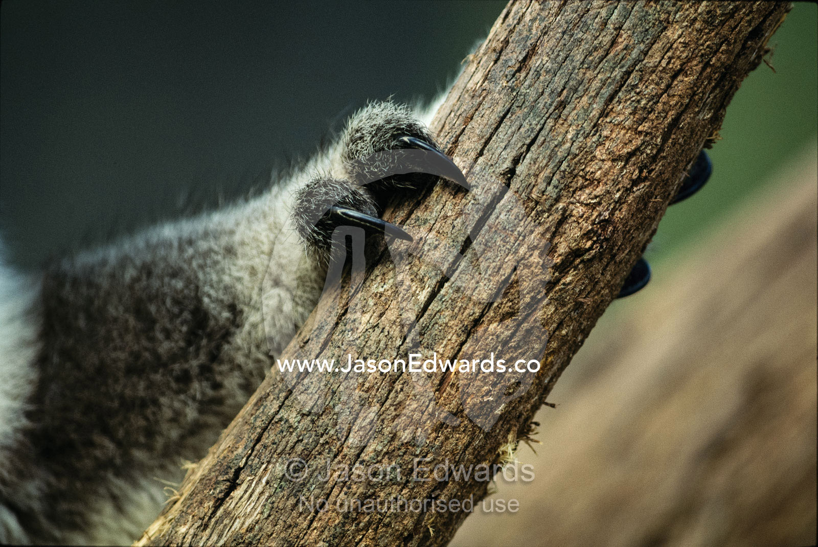 Close view of koala bear claws gripping a wooden post. Healesville, Victoria, Australia.