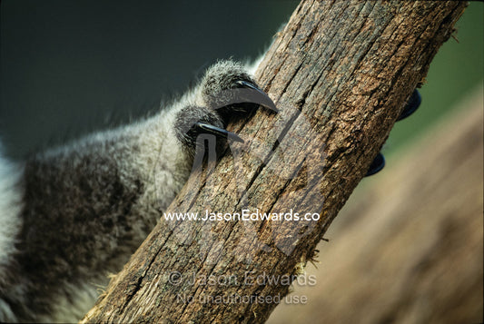 Close view of koala bear claws gripping a wooden post. Healesville, Victoria, Australia.
