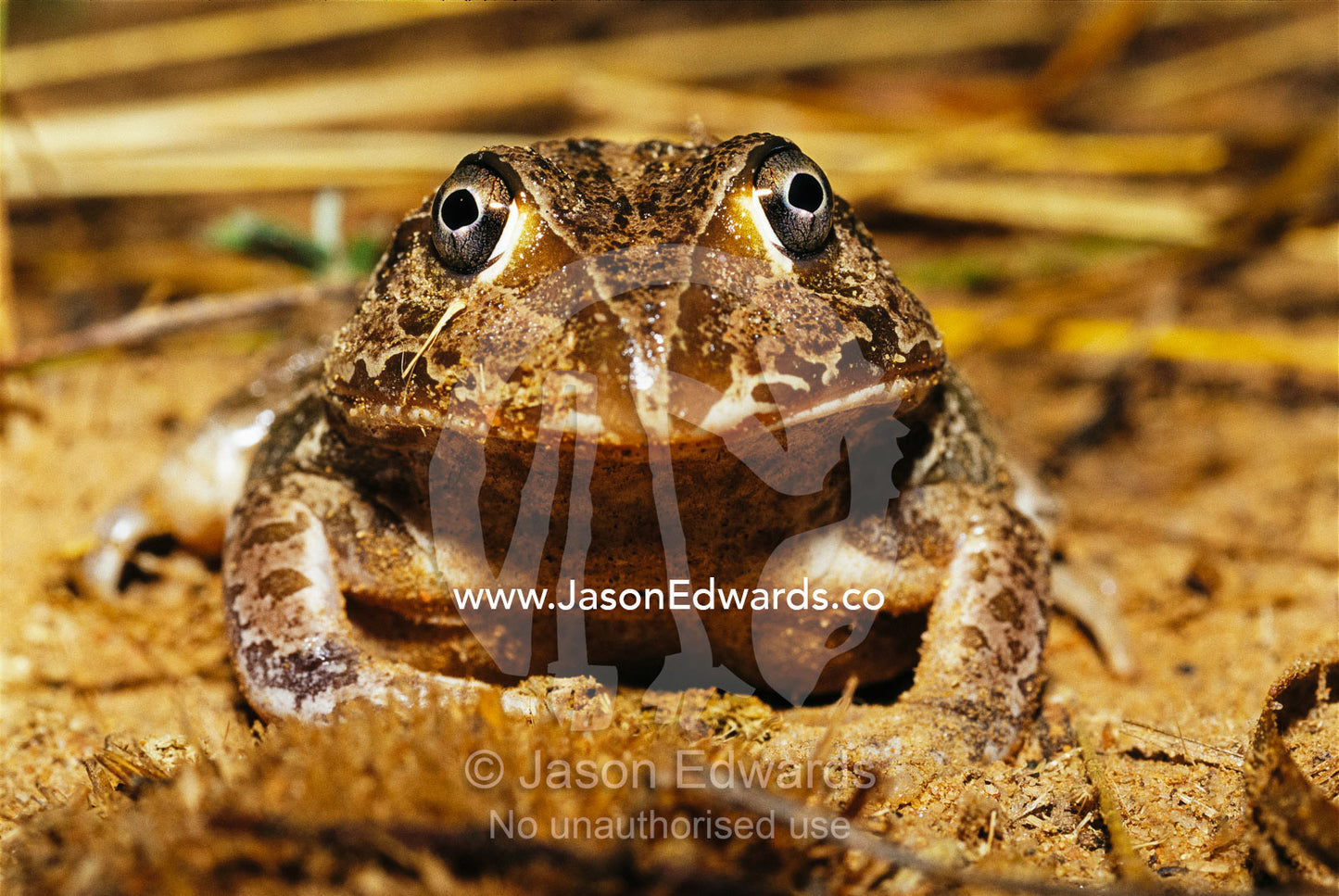 Close view of a burrow dwelling New Holland frog. Epping National Park, Queensland, Australia.