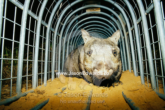 A critically endangered northern hairy-nosed wombat in a cage. Epping National Park, Queensland, Australia.