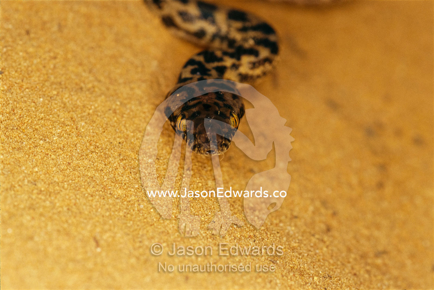 Close view of an eastern small-blotched python on sand. Epping National Park, Queensland, Australia.