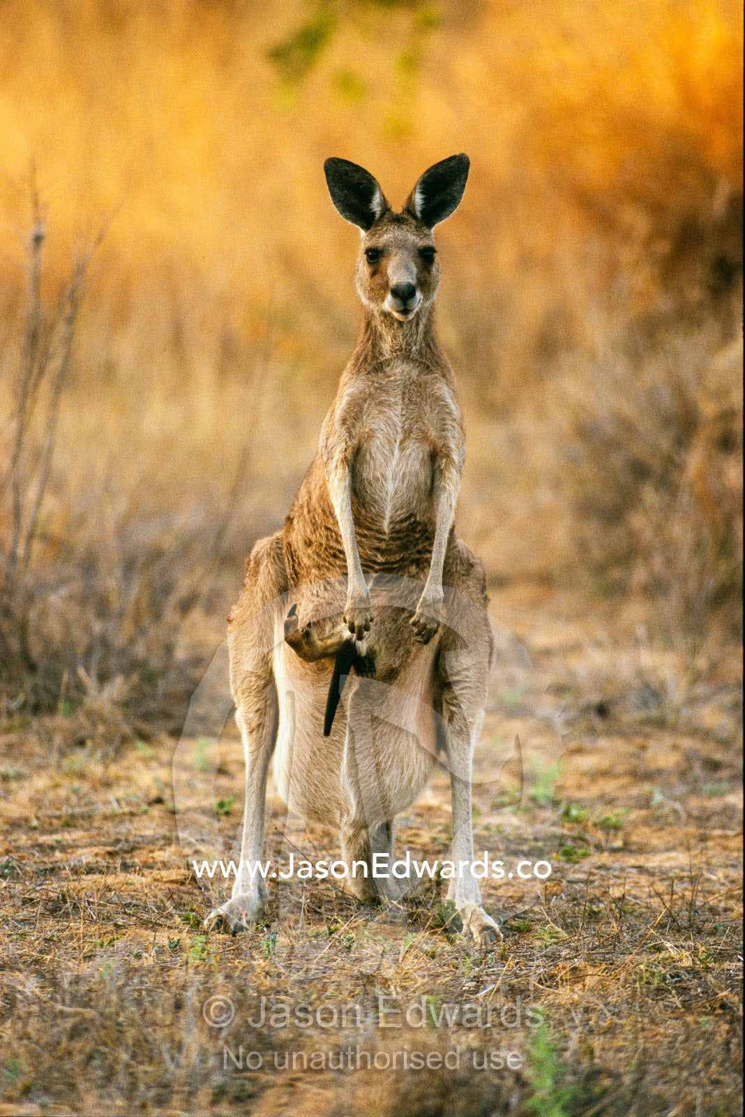 An eastern gray kangaroo with a joey in her pouch. Epping National Park, Queensland, Australia.