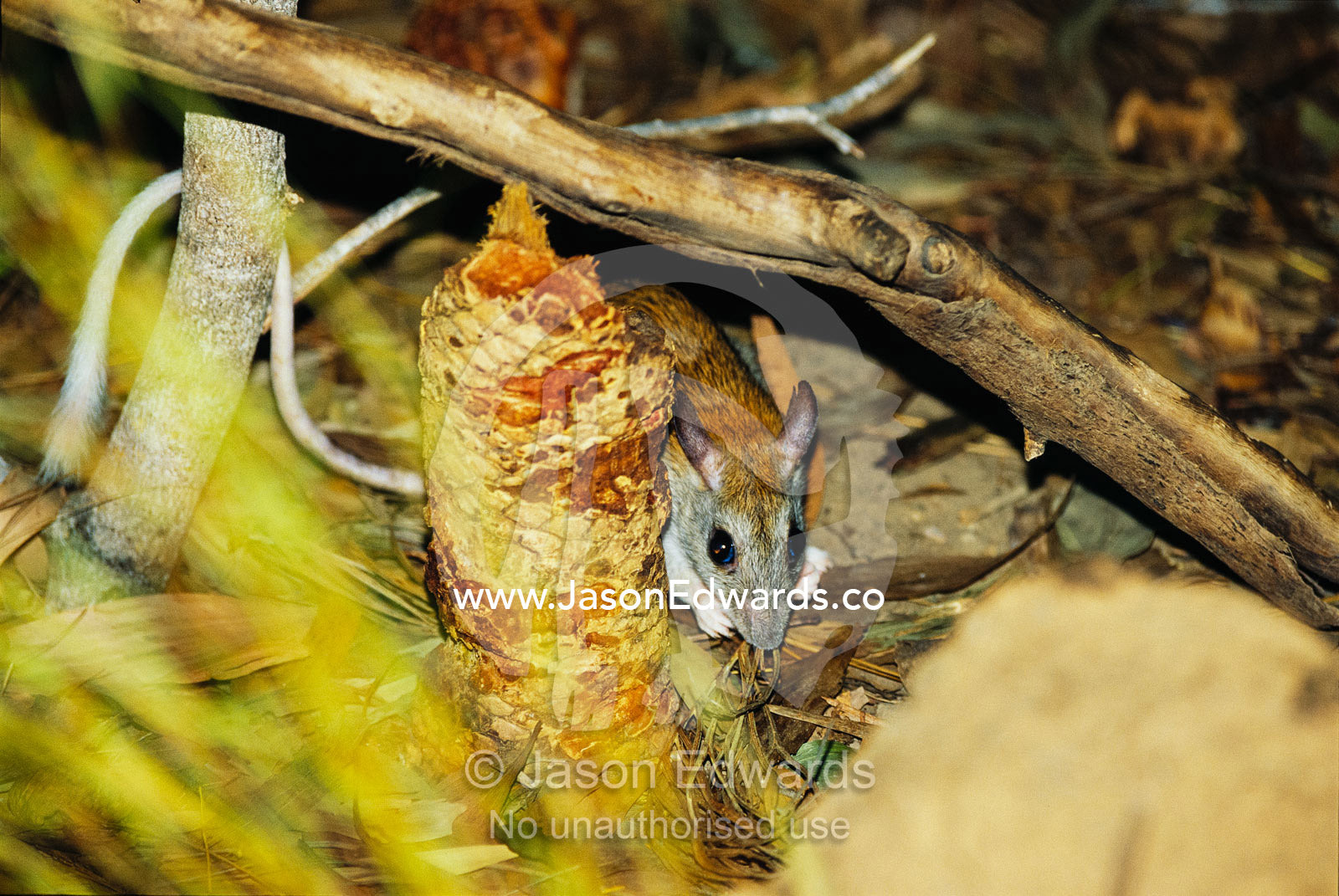 An endangered golden-backed tree rat feeding in leaf litter. Berry Springs, Northen Territory, Australia.