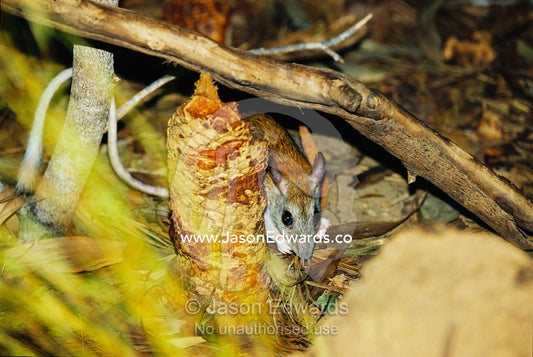 An endangered golden-backed tree rat feeding in leaf litter. Berry Springs, Northen Territory, Australia.