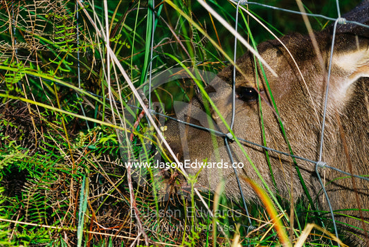 A sambar deer eating grasses near a wire fence. Bunyip State Park, Victoria, Australia.