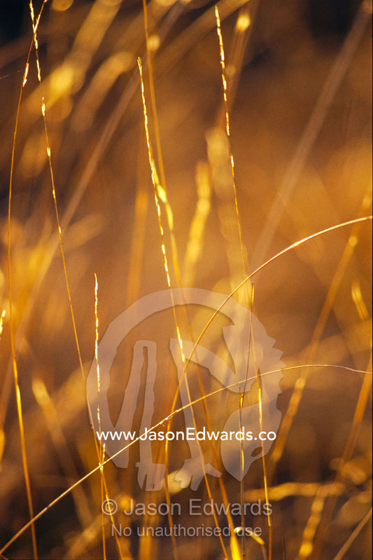 Delicate blades of grass backlit in morning light. Epping National Park, Queensland, Australia.