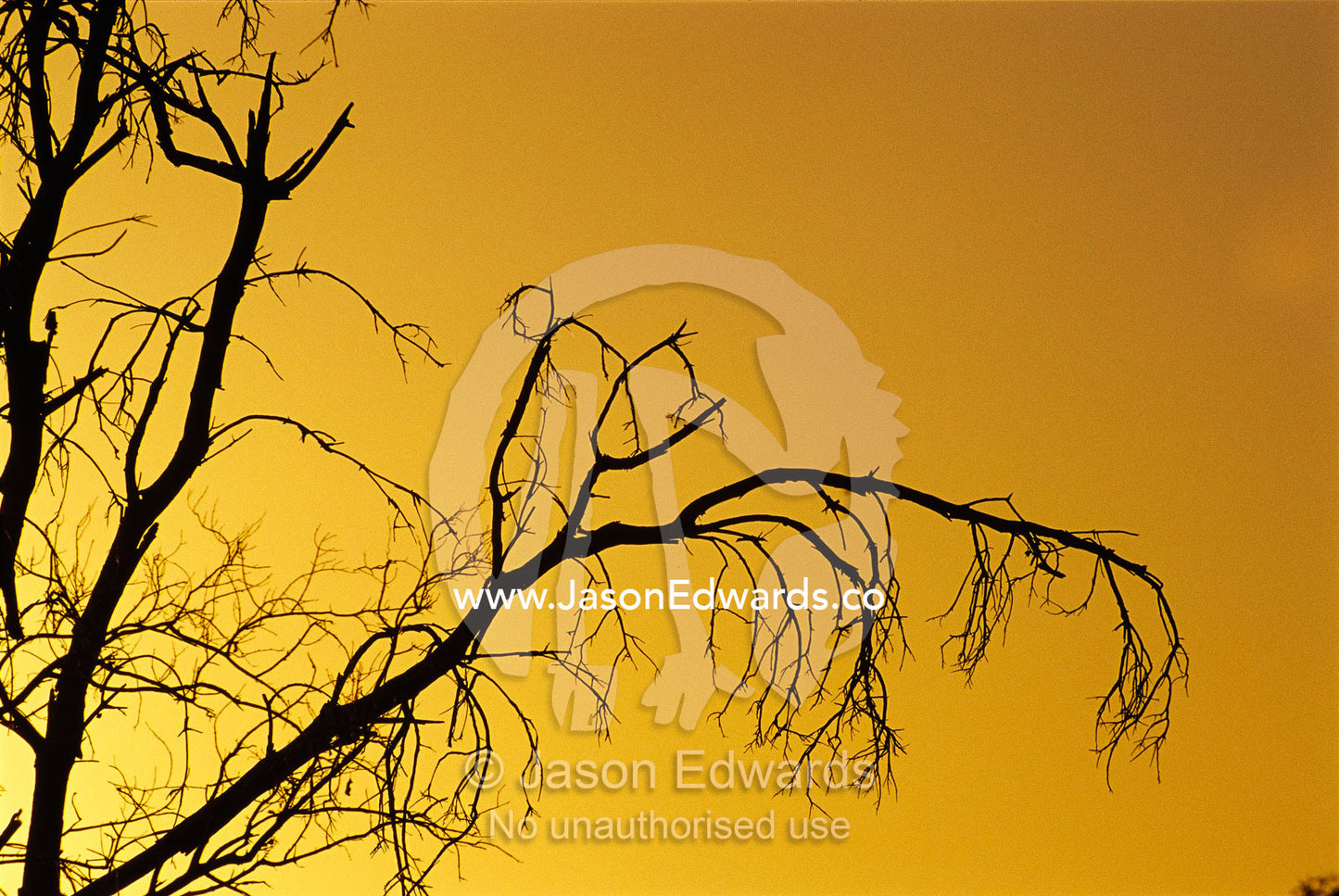 Silhouetted dead tree branches against a twilight sky. Epping National Park, Queensland, Australia.