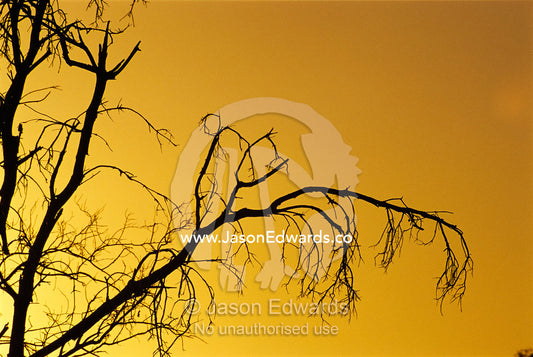 Silhouetted dead tree branches against a twilight sky. Epping National Park, Queensland, Australia.