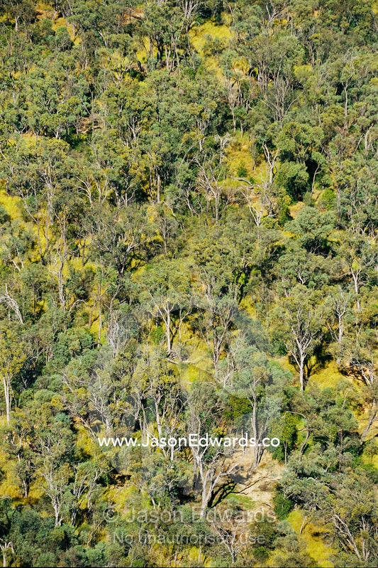 Aerial view of canopy of vulnerable gidgee tree forest habitat. Epping National Park, Queensland, Australia.