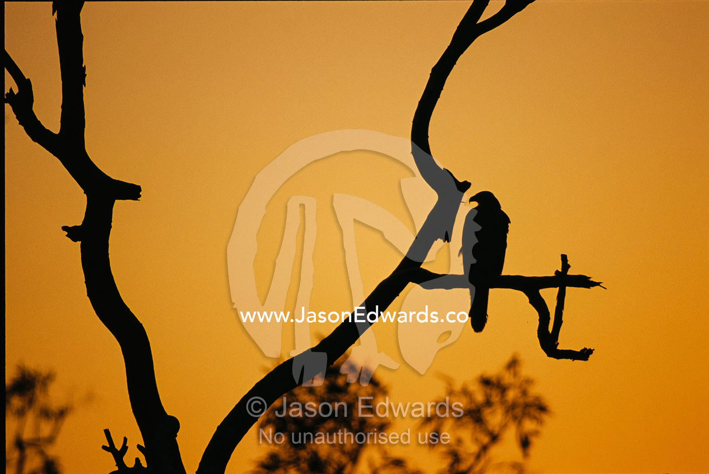 A silhouetted whistling kite perched in a dead tree at sunset. Limmen National Park, Northern Territory, Australia.