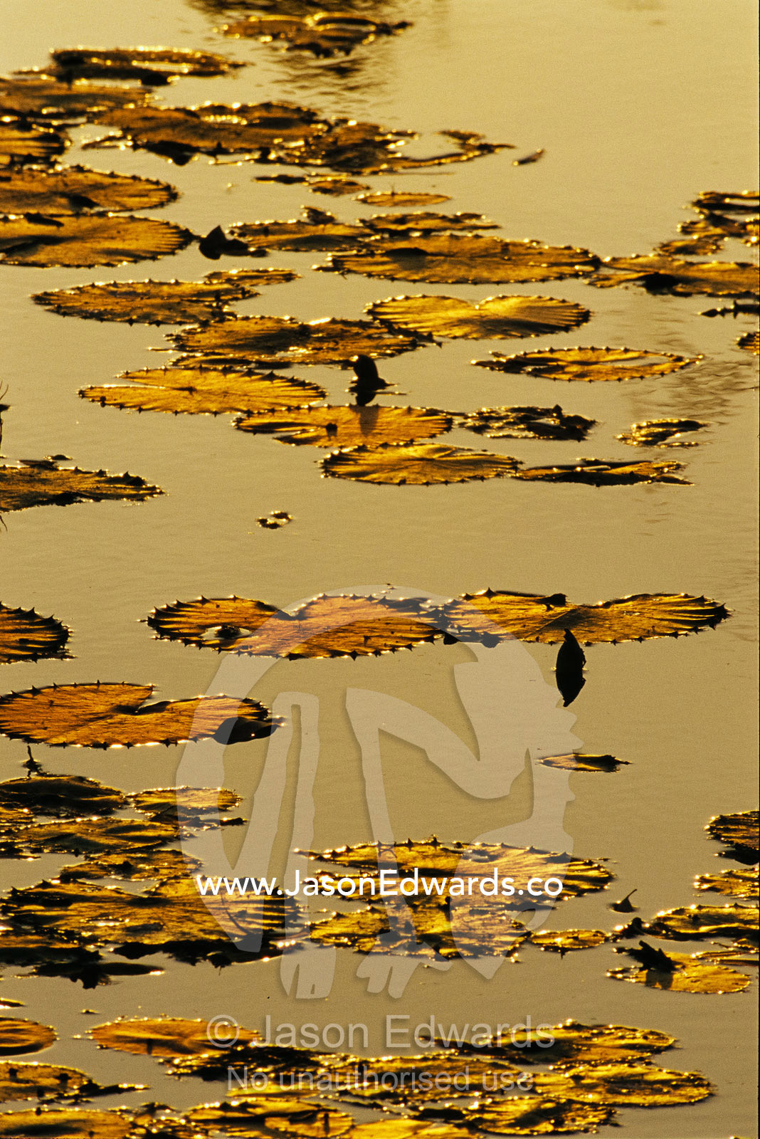 Water lily leaves reflecting golden sunset. Limmen National Park, Northern Territory, Australia.