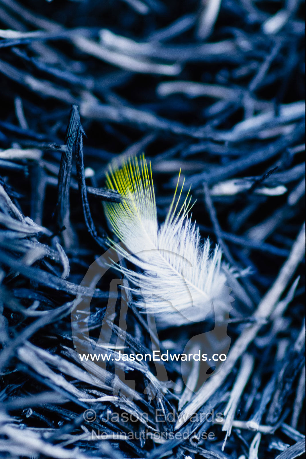 An endangered gouldian finch feather on burnt grass tussock. Limmen National Park, Northern Territory, Australia.