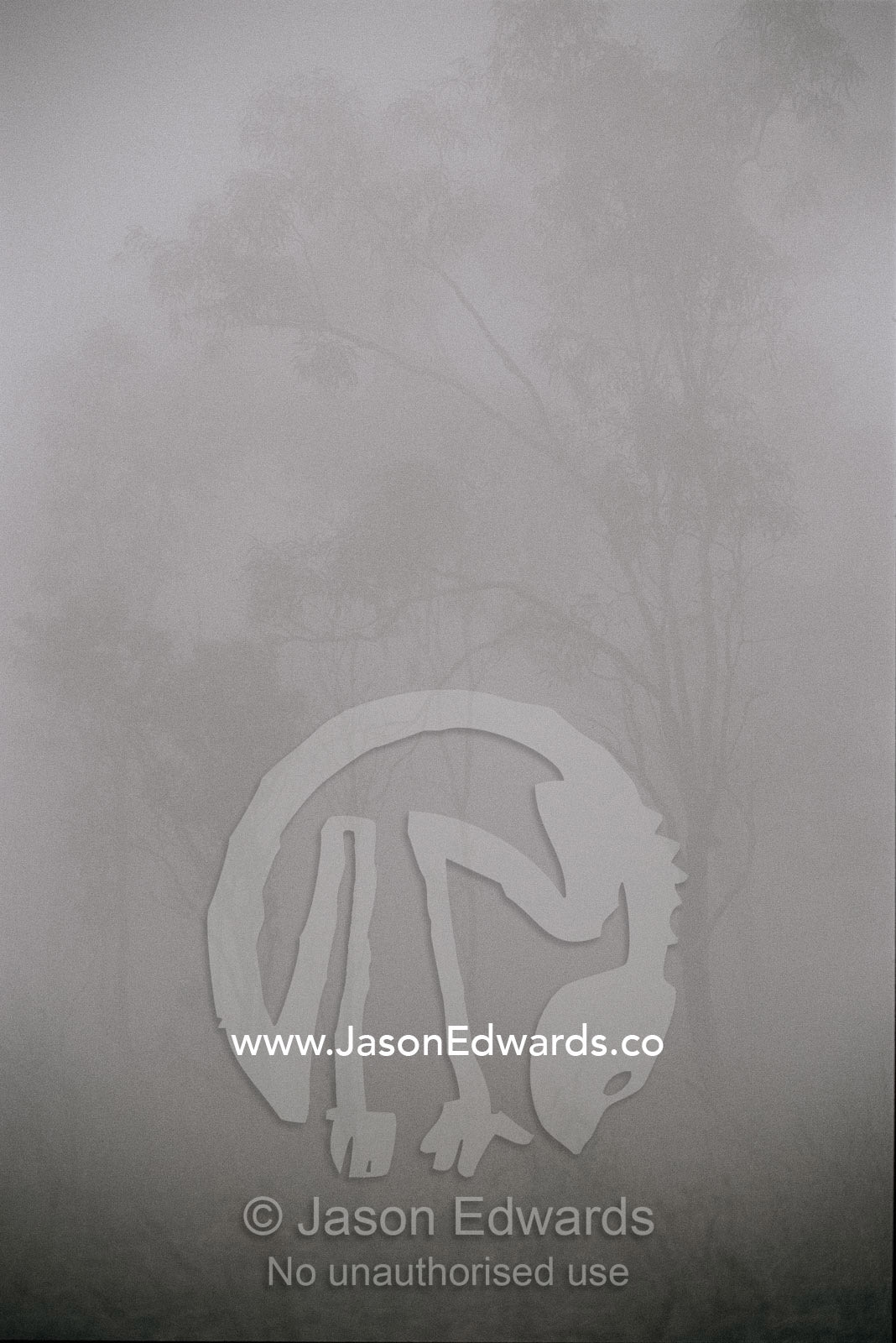 Silhouetted trees in thick morning fog. Limmen National Park, Northern Territory, Australia.