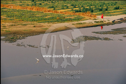 A woman walking past farmland on Yamuna River delta. Yamuna River, Agra, India.