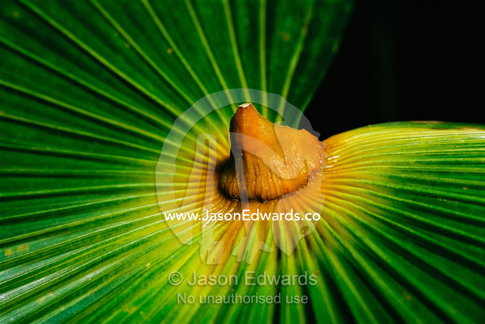 Detail of frond of the thrinax radiata palm. Royal Botanical Gardens, Melbourne, Australia.