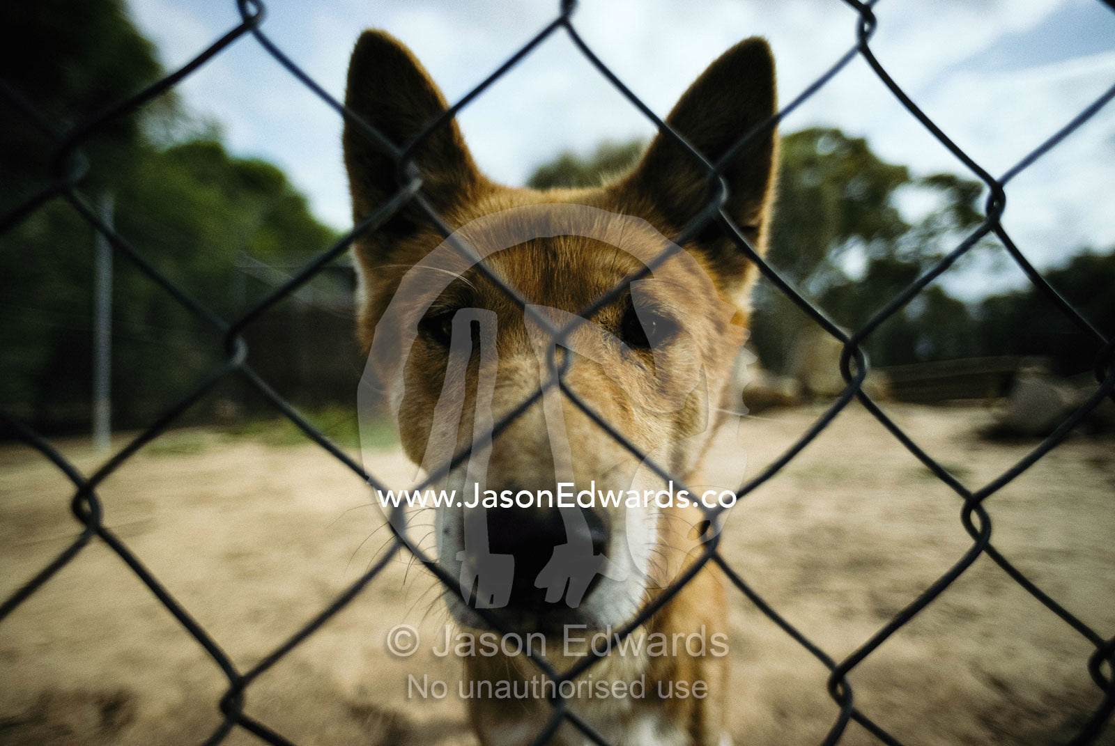 A rare alpine dingo behind a chain link fence. Australia.