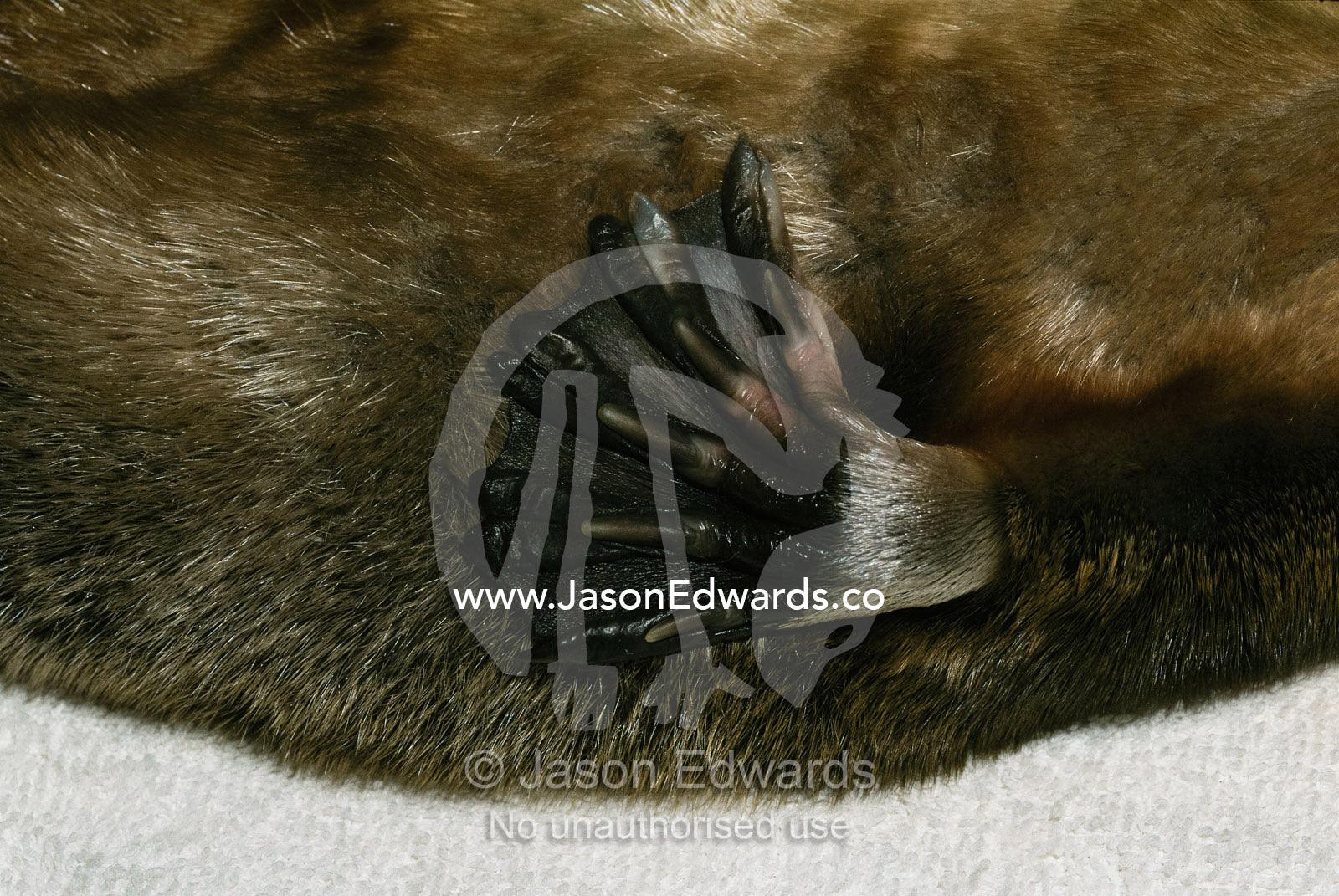 Detail of the webbed foot of a platypus. Healesville, Victoria, Australia.