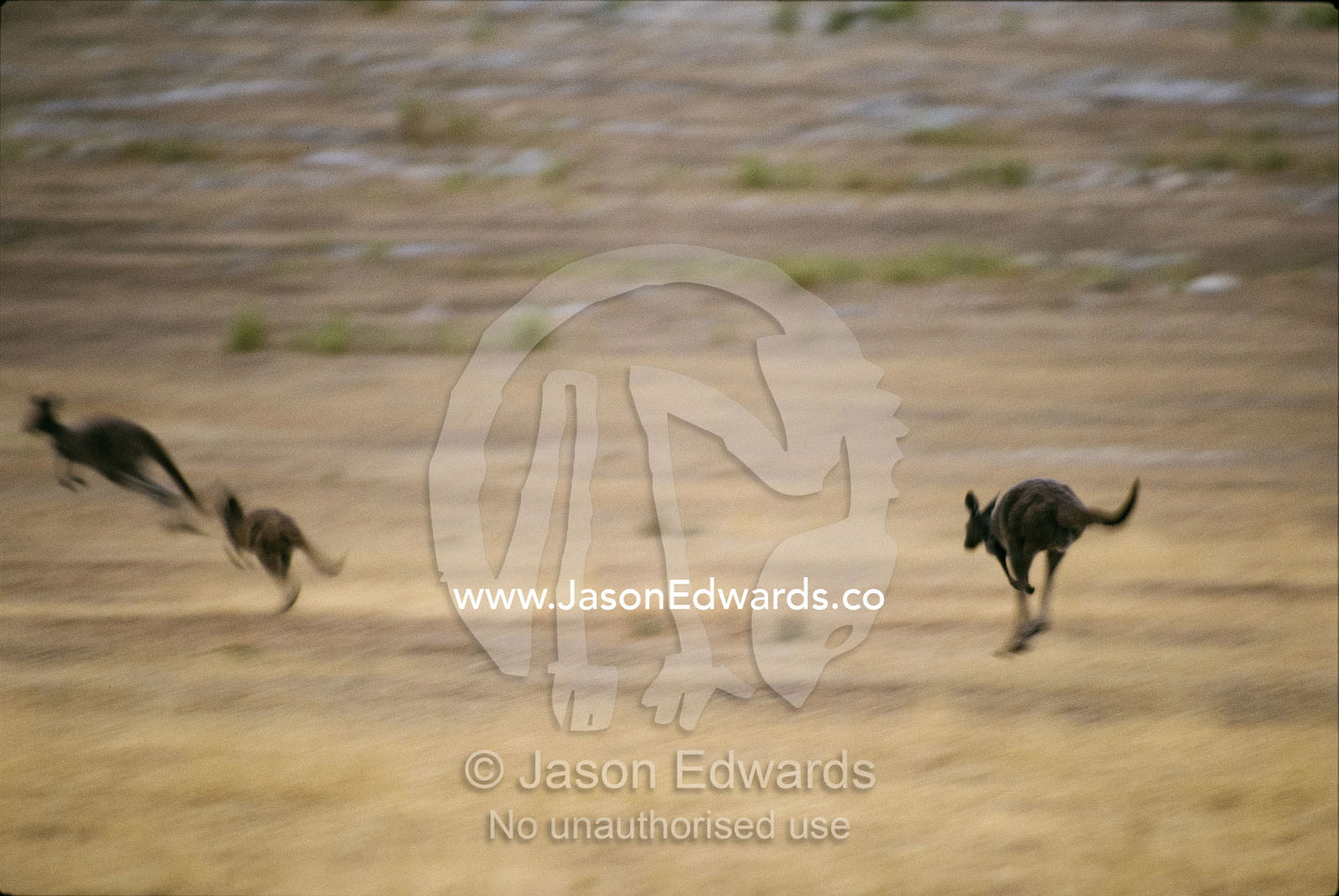 Western gray kangaroos running across a plain. Memory Cove National Park, South Australia.