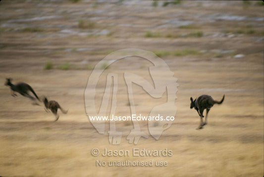 Western gray kangaroos running across a plain. Memory Cove National Park, South Australia.