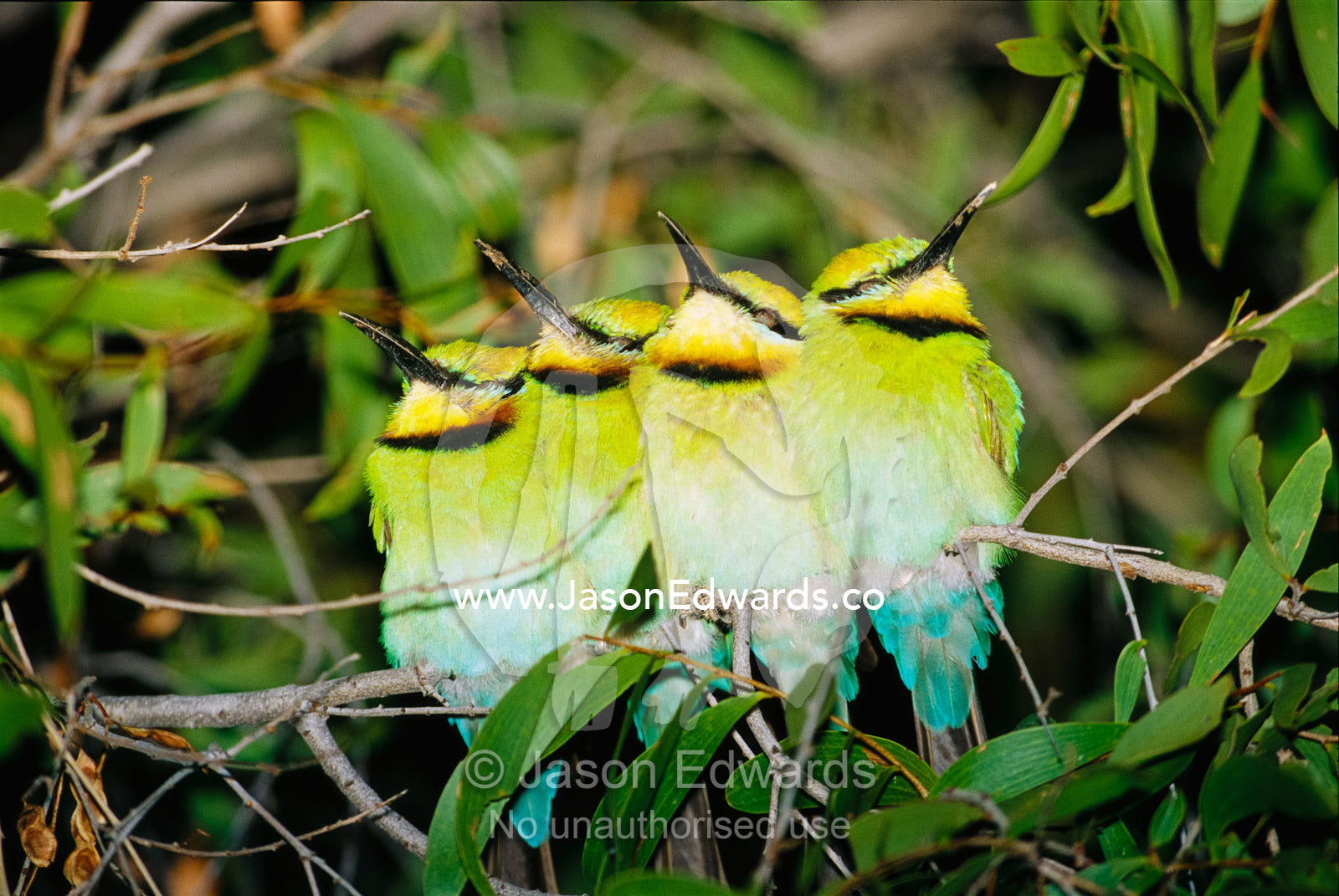 A group of rainbow bee-eaters sleeping huddled together. Epping National Park, Queensland, Australia.