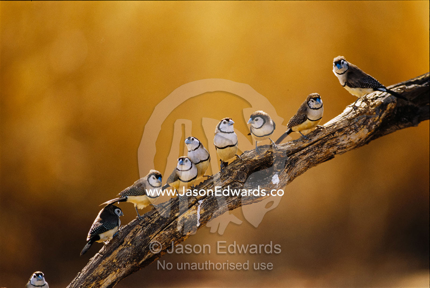 A group of double-barred finches flocked on a tree branch. Epping National Park, Queensland, Australia.