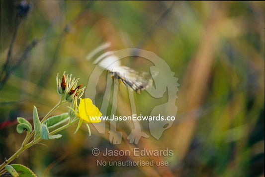 A caper white butterfly making its way to a wildflower. Epping National Park, Queensland, Australia.