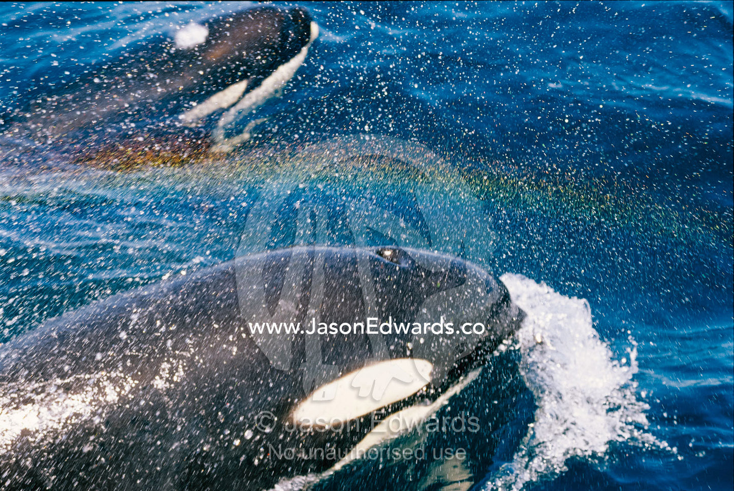 A pair of killer whales swimming near the Continental Shelf. Continental Shelf, New South Wales, Australia.