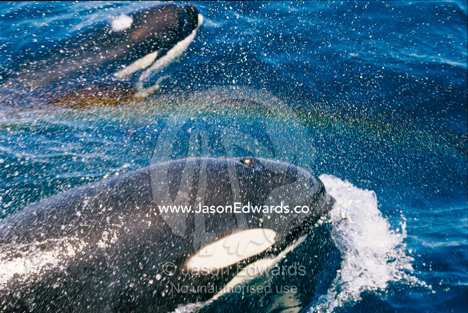 A pair of killer whales swimming near the Continental Shelf. Continental Shelf, New South Wales, Australia.