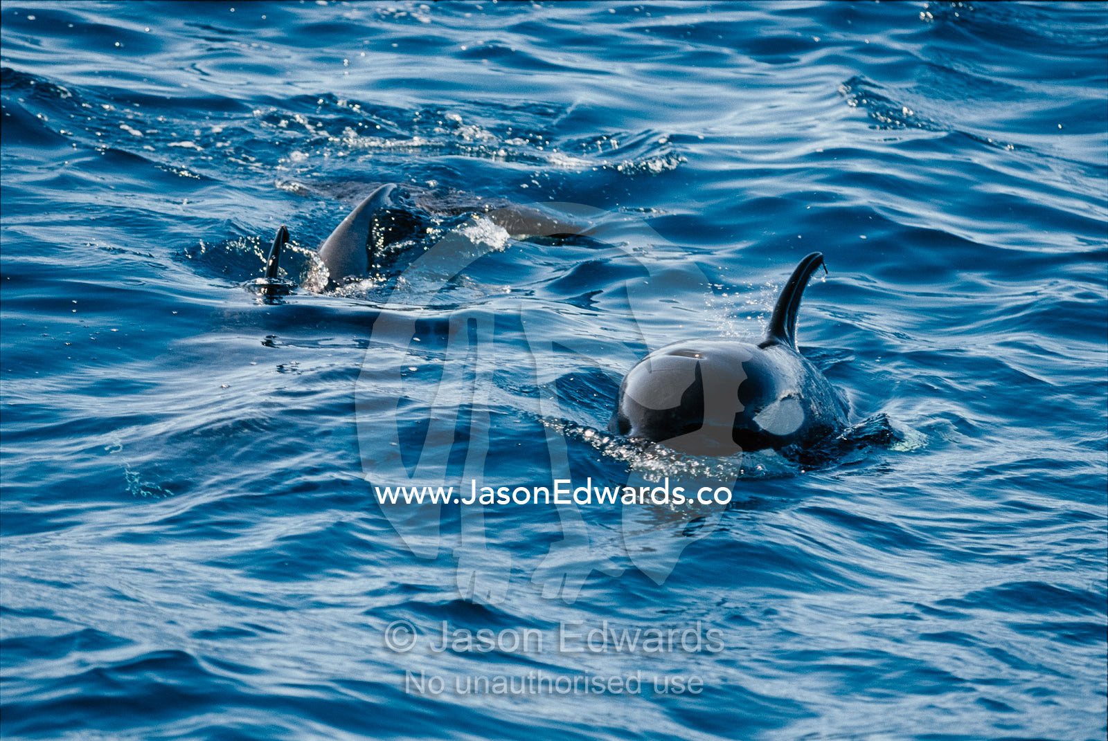 A pair of killer whales swimming near the Continental Shelf. Continental Shelf, New South Wales, Australia.