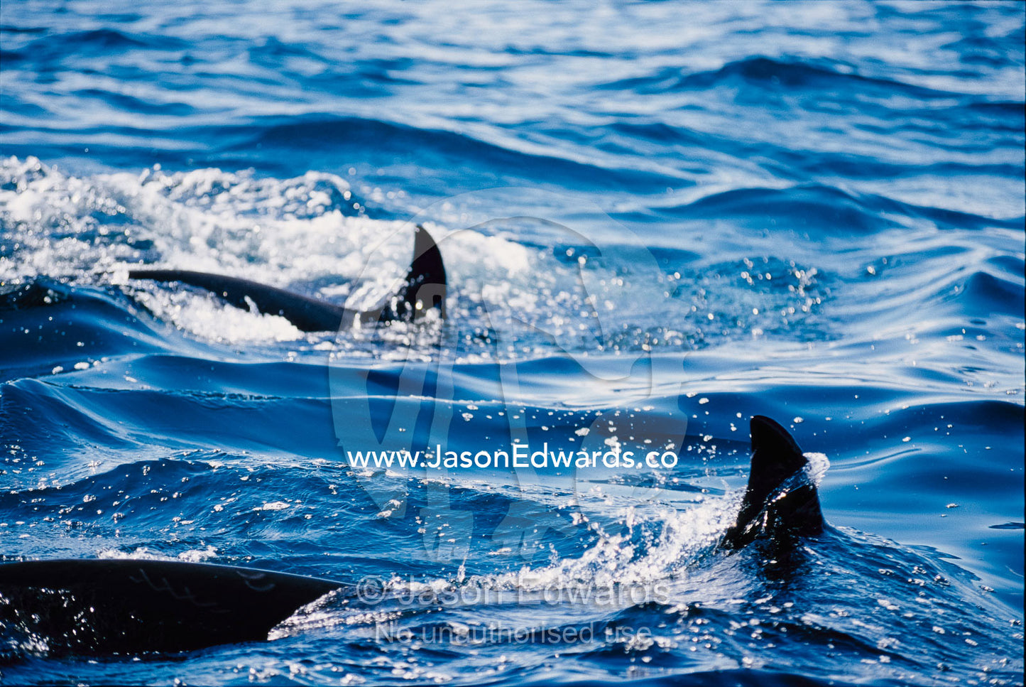 A pair of killer whales swimming near the Continental Shelf. Continental Shelf, New South Wales, Australia.