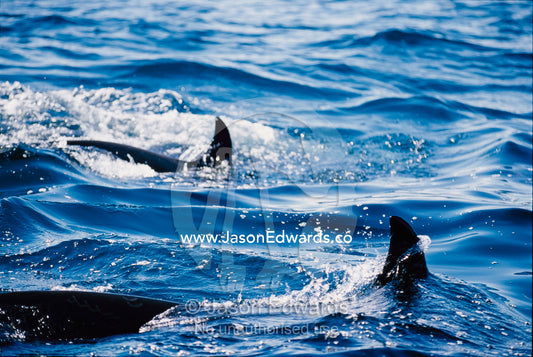 A pair of killer whales swimming near the Continental Shelf. Continental Shelf, New South Wales, Australia.