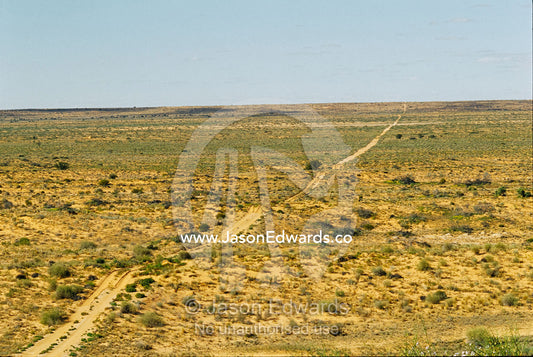 Vehicular tracks over sand dunes in remote harsh outback. Simpson Desert Conservation Park, South Australia.